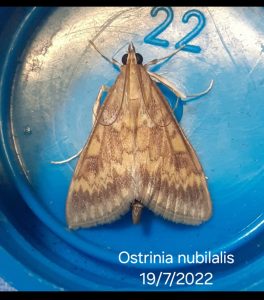 Ostrinia nubialis - European Corn-borer - 19th July 2022 - Cromford - Clive Ashton