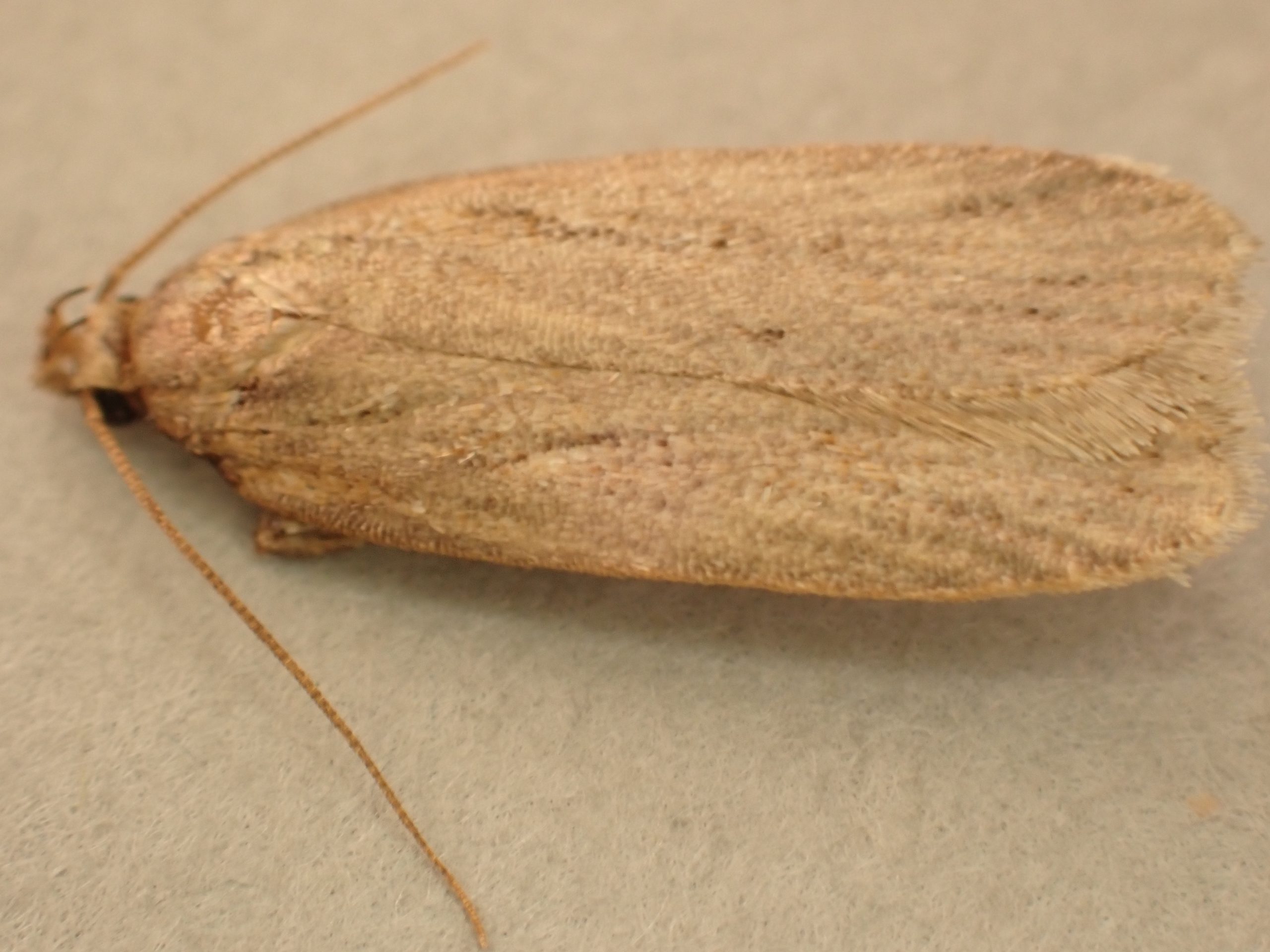 Depressaria daucella - 26th March 2025 - Buxton - Steve Orridge