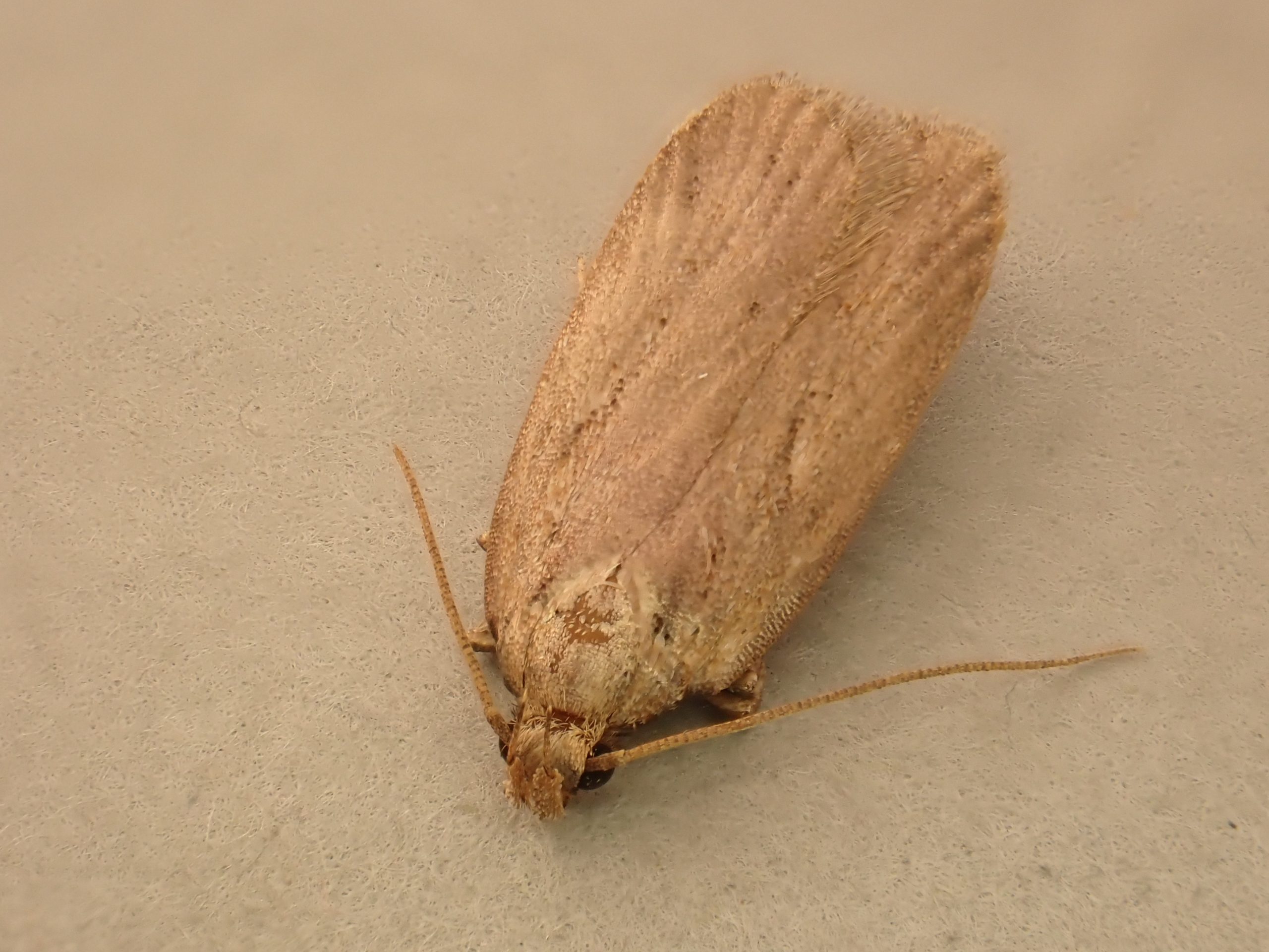 Depressaria daucella - 26th March 2025 - Buxton - Steve Orridge