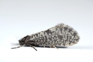Dahlica inconspicuella. - 9th April 2025 - Longdendale - (Brockholes Woodland) is in VC58 but administratively still Derbyshire