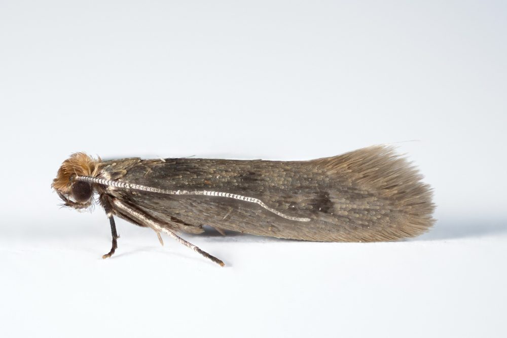 Tinea pellionella - 21st April 2025 - Glossop - Christian Heintzen
