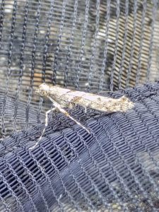 Caloptilia cuculipennella - 22nd April 2025 - Cromford - Clive Ashton