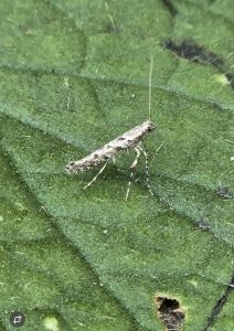 Caloptilia cuculipennella - 22nd April 2025 - Cromford - Clive Ashton