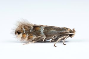 A plausible record of Phyllonorycter ulmifoliella April 2025 - Glossop - Christian Heintzen 