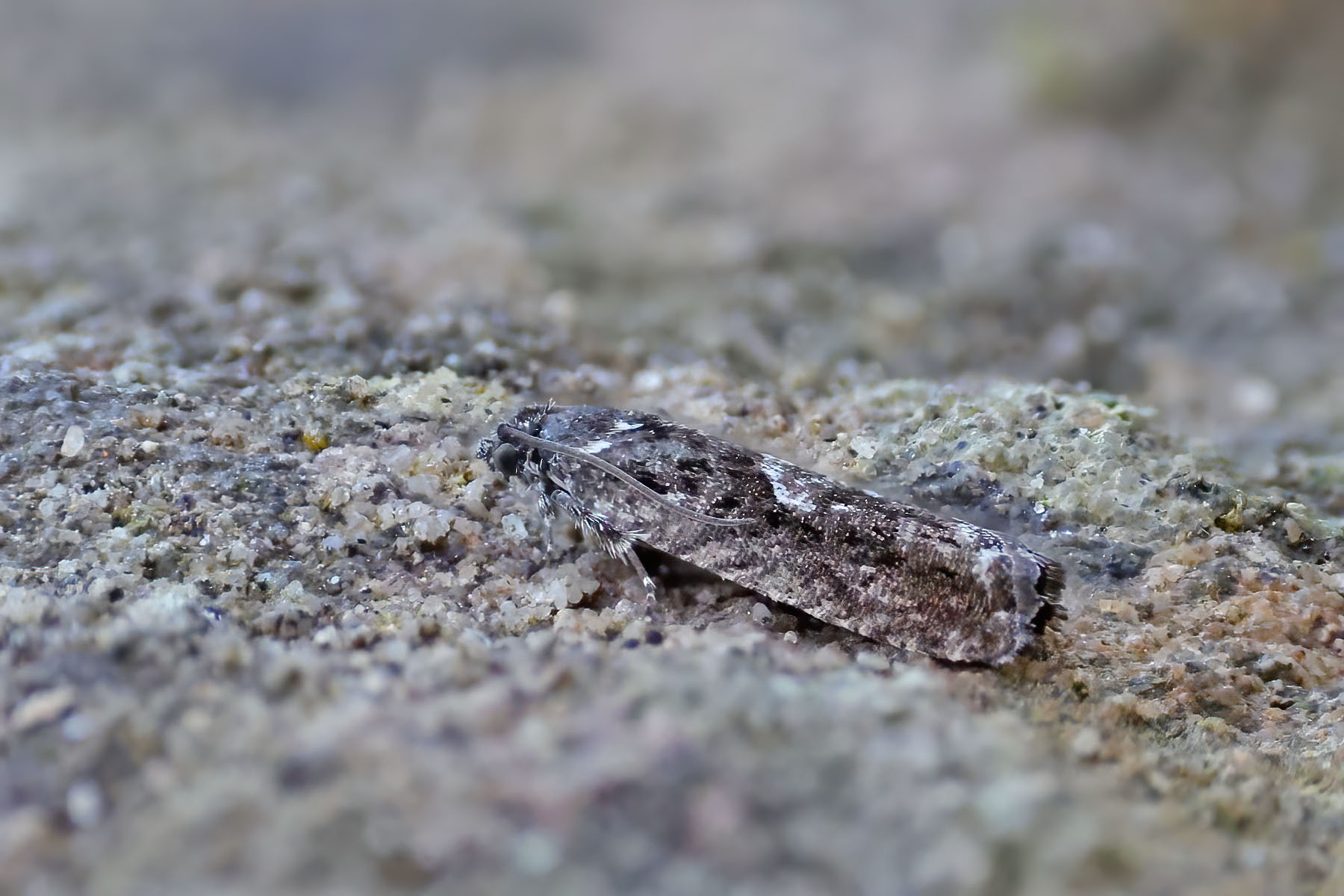 Pammene giganteana - 7th April 2025- Glossop -Tony Davison©