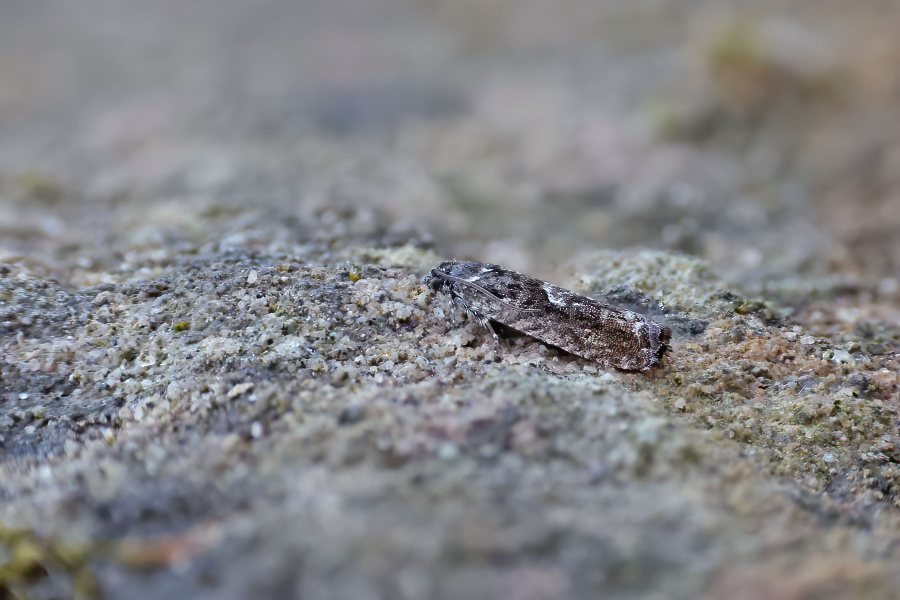 Pammene giganteana - 7th April 2025- Glossop -Tony Davison©