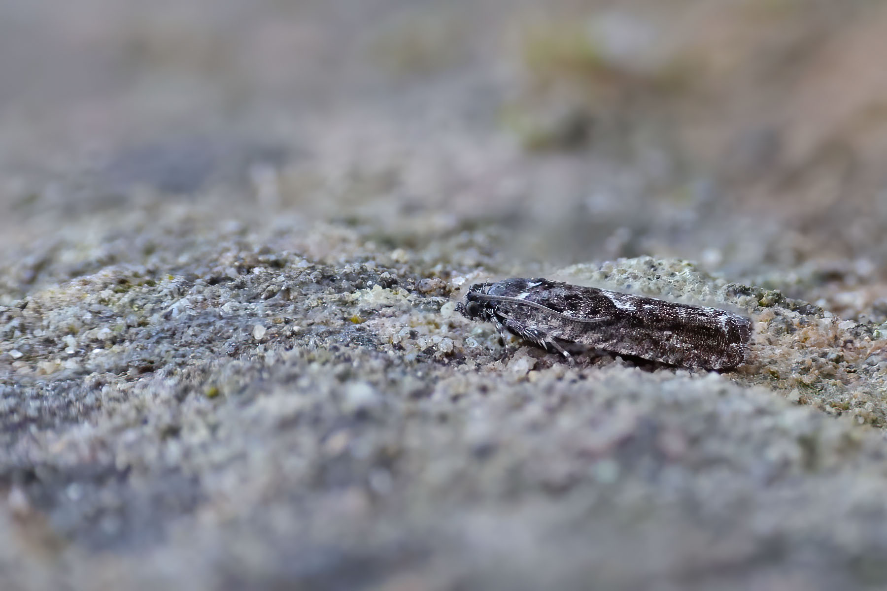 Pammene giganteana - 7th April 2025- Glossop -Tony Davison©
