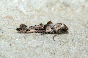 Epermenia chaerophyllella - Common Ridge-back - 12/4/2025 - Allestree - Stephen Plant
