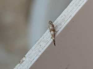 Cedestis subfasciella - 30th May 2025 - Shirland - Nikki Mahadevan