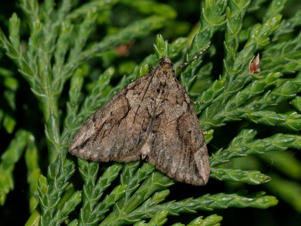 Cypress-Carpet-Thera-cupressata-Kings Newton-3rd May 2025 - Will Soar - 3rd VC57 record