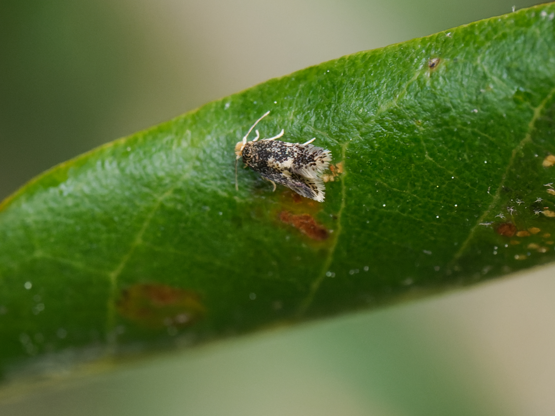 Ectoedemia heringella – Speckled Holme Oak Dot - egg laying - May 2025 - Kings Newton - Will Soar