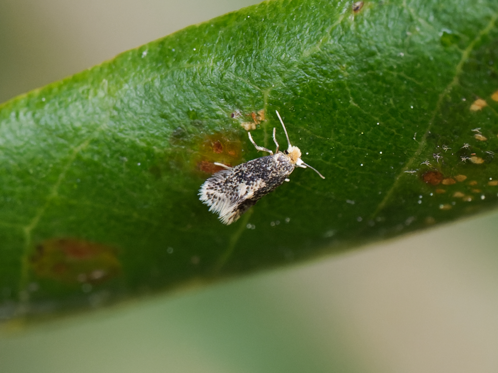 Ectoedemia heringella – Speckled Holme Oak Dot - egg laying - May 2025 - Kings Newton - Will Soar