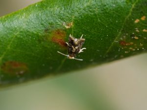 Ectoedemia heringella – Speckled Holme Oak Dot - egg laying - May 2025 - Kings Newton - Will Soar