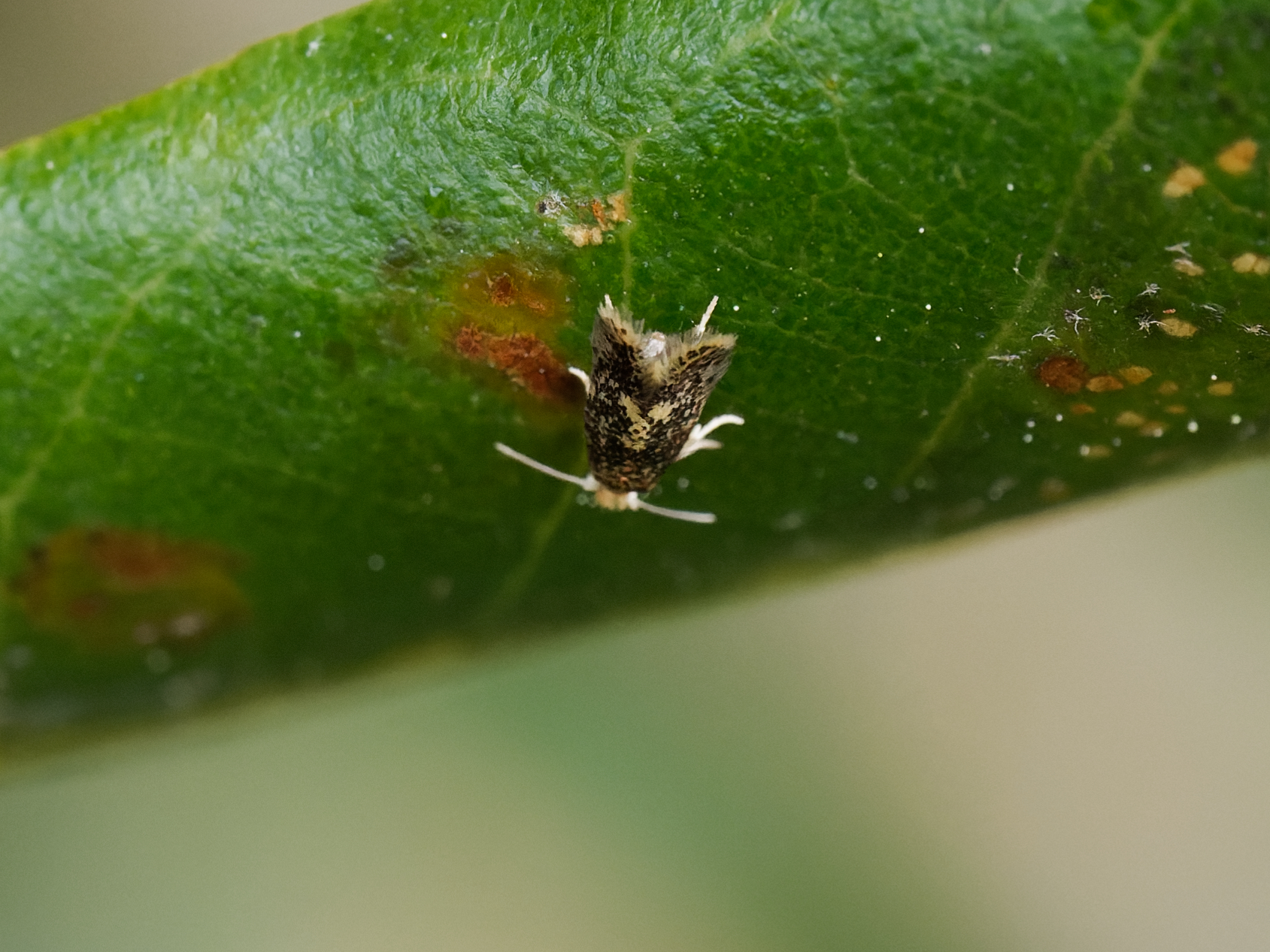 Ectoedemia heringella – Speckled Holme Oak Dot - egg laying - May 2025 - Kings Newton - Will Soar