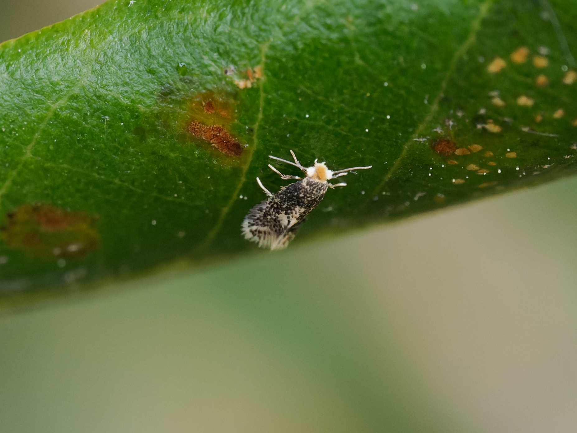 Ectoedemia heringella – Speckled Holme Oak Dot - egg laying - May 2025 - Kings Newton - Will Soar