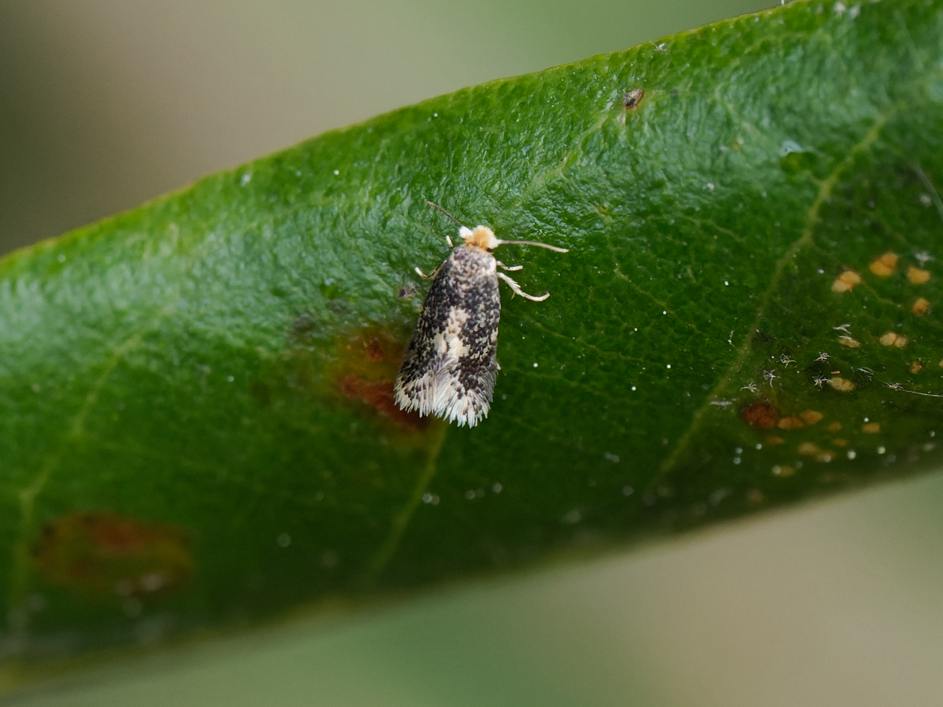 Ectoedemia heringella – Speckled Holme Oak Dot - egg laying - May 2025 - Kings Newton - Will Soar