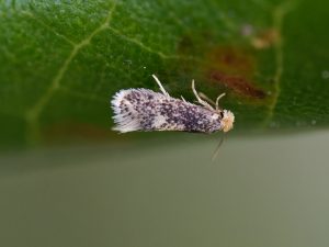 Ectoedemia heringella – Speckled Holme Oak Dot - egg laying - May 2025 - Kings Newton - Will Soar