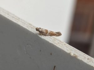 Cedestis subfasciella - 30th May 2025 - Shirland - Nikki Mahadevan