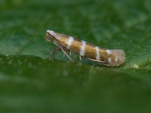 Triple-barred-Argent-Argyresthia-trifasciata-Kings Newton-3rd May 2025 - Will Soar
