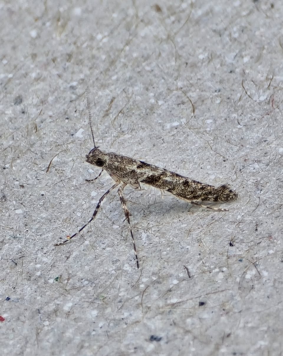Caloptilia cuculipennella - 22nd April 2025 -Cromford - Clive Ashton