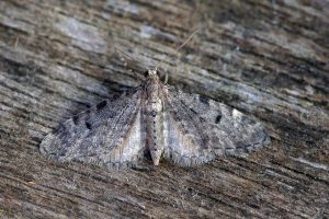 Ochreous Pug- 30th April 2025 - Chaddesden - Martin Roome