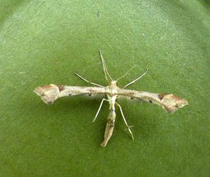 Platyptilia gonodactyla - Triangle Plume - 2nd May 2025 - Findern - Brian Hallam