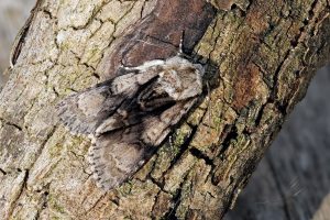 Alder Moth - 3rd May 2025 - Chaddesden - Martin Roome