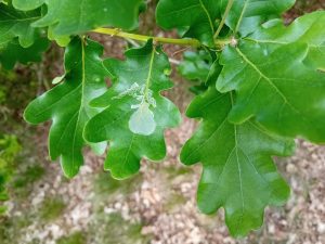 Acrocercops brongniardella - 7th May 2025 - Leaf Mine - Markham Vale (North Tip)Mark Radford