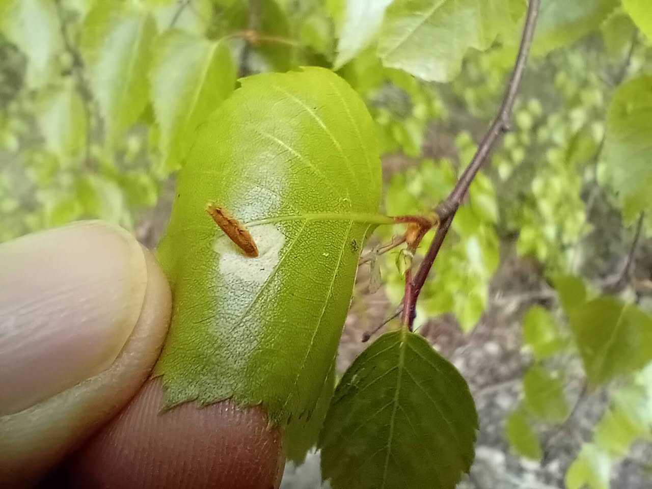 Coleophora serratella (Common Case-bearer) - Larval Case - 4th May 2025 - Markham Vale - Mark Radford