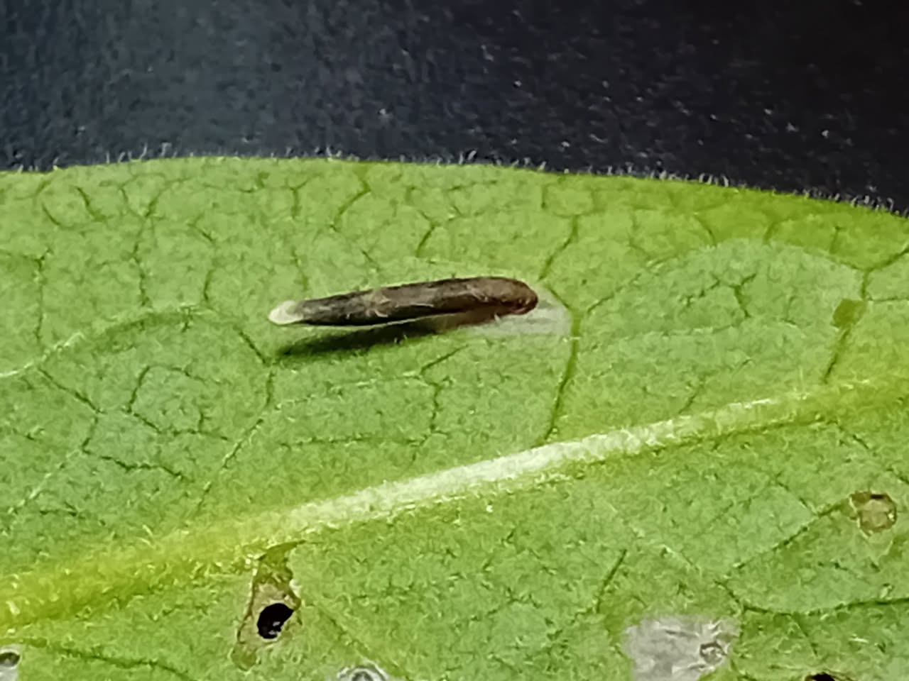 Coleophora paripennella (Bronze Case-bearer) - Larval Case - 4th May 2025 - Markham Vale - Mark Radford