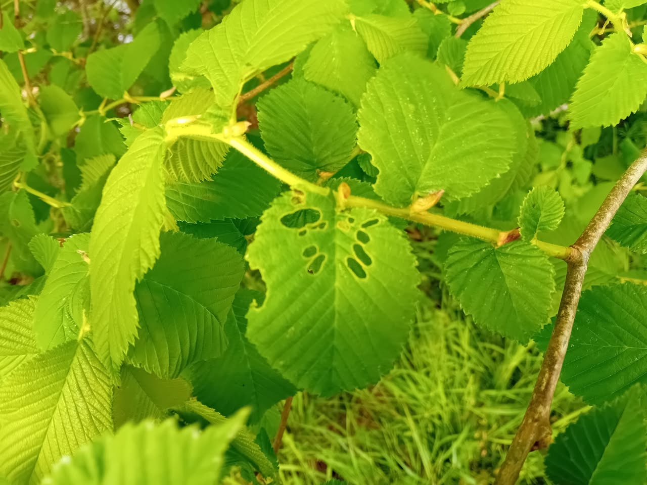 Coleophora serratella (Common Case-bearer) - Larval Case - 4th May 2025 - Markham Vale - Mark Radford