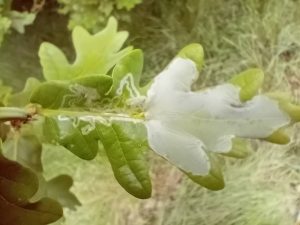 Acrocercops brongniardella - 7th May 2025 - Leaf Mine - Markham Vale (North Tip)Mark Radford