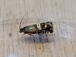 49.349 BF 1242 – White-underwing Piercer (Grapholita internana)