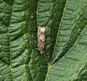 Epinotia tetraquetrana - 15th May 2025 - Shillito Wood - Ian Hurst