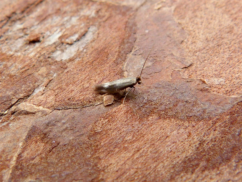 Bucculatrix nigricomella -  13th may 2025 - Belper - Dave Evans