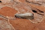 49.324 BF1257 – Pea Moth (Cydia nigricana)