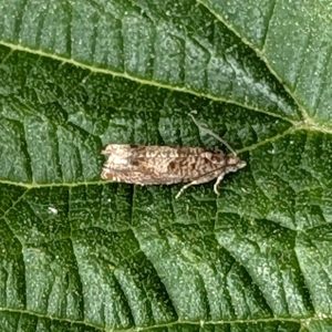 Epinotia tetraquetrana - 15th May 2025 - Shillito Wood - Ian Hurst