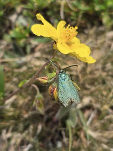Cistus Forester on food plant - 18th May 2025 - Harboro Rocks - Clive Ashton