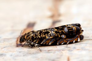 Enarmonia formosana (Cherry Bark Tortrix) - 17th May 2025 - Chaddesden - Martin Roome