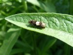 49.286 BF1184a – Knapweed Root-borer (Epiblema cirsiana)