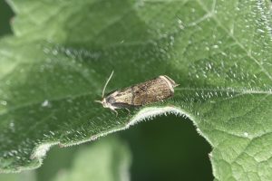 Ptycholoma lecheana, 27th May 2025 -Gleadless Valley LN, just in the VC57 boundary - Pete Mella