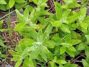 Coleophora inulae - On Fleabane - 26th May 2025 - 1st record for VC57 - Markham Vale - Mark Radford
