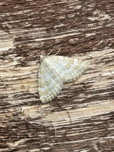 Grass Rivulet - 29th May 2025 - Cromford - Clive Ashton