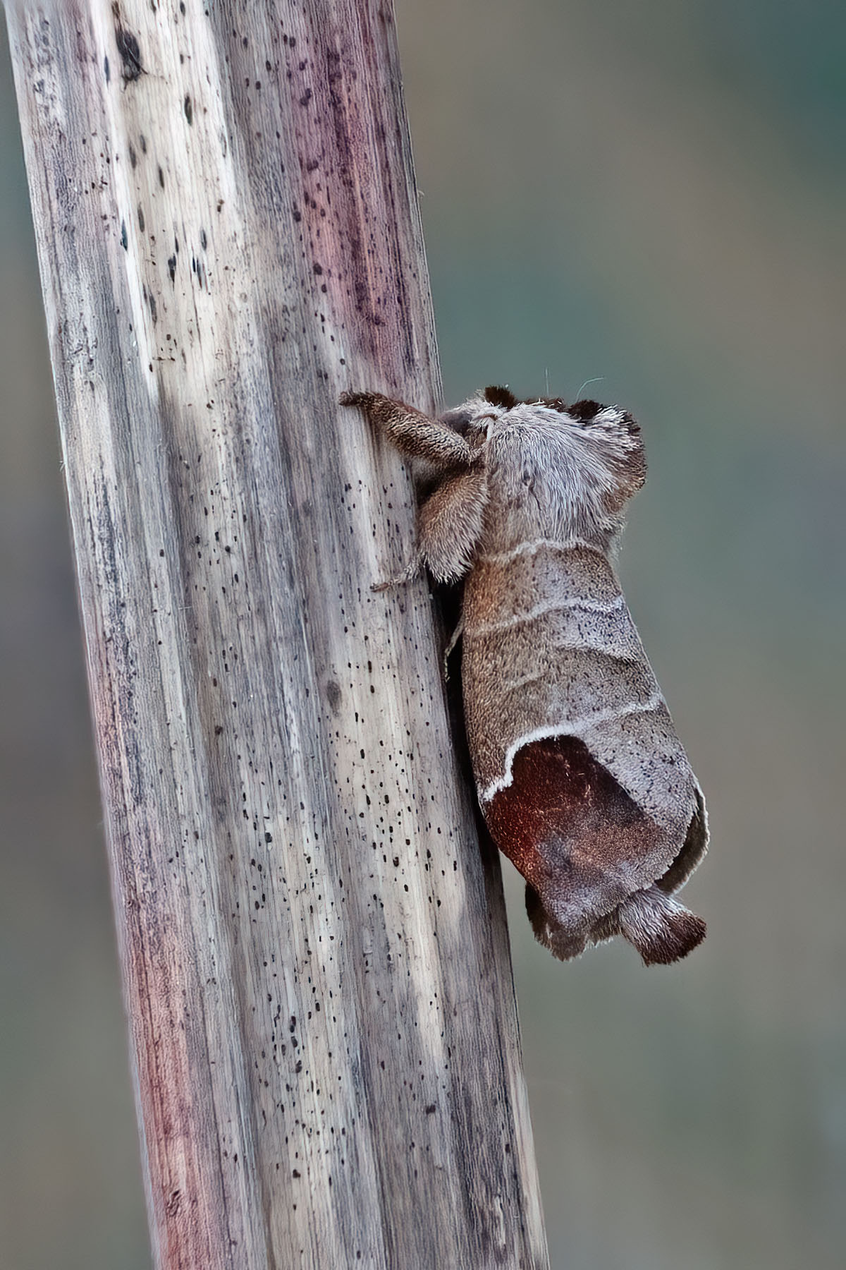 Chocolate-tip - 10th May 2025 - Melbourne - Tony Davison