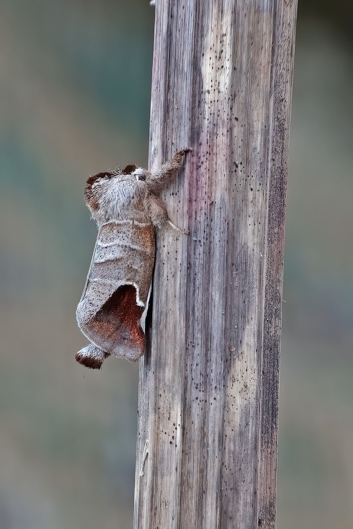 Chocolate-tip - 10th May 2025 - Melbourne - Tony Davison