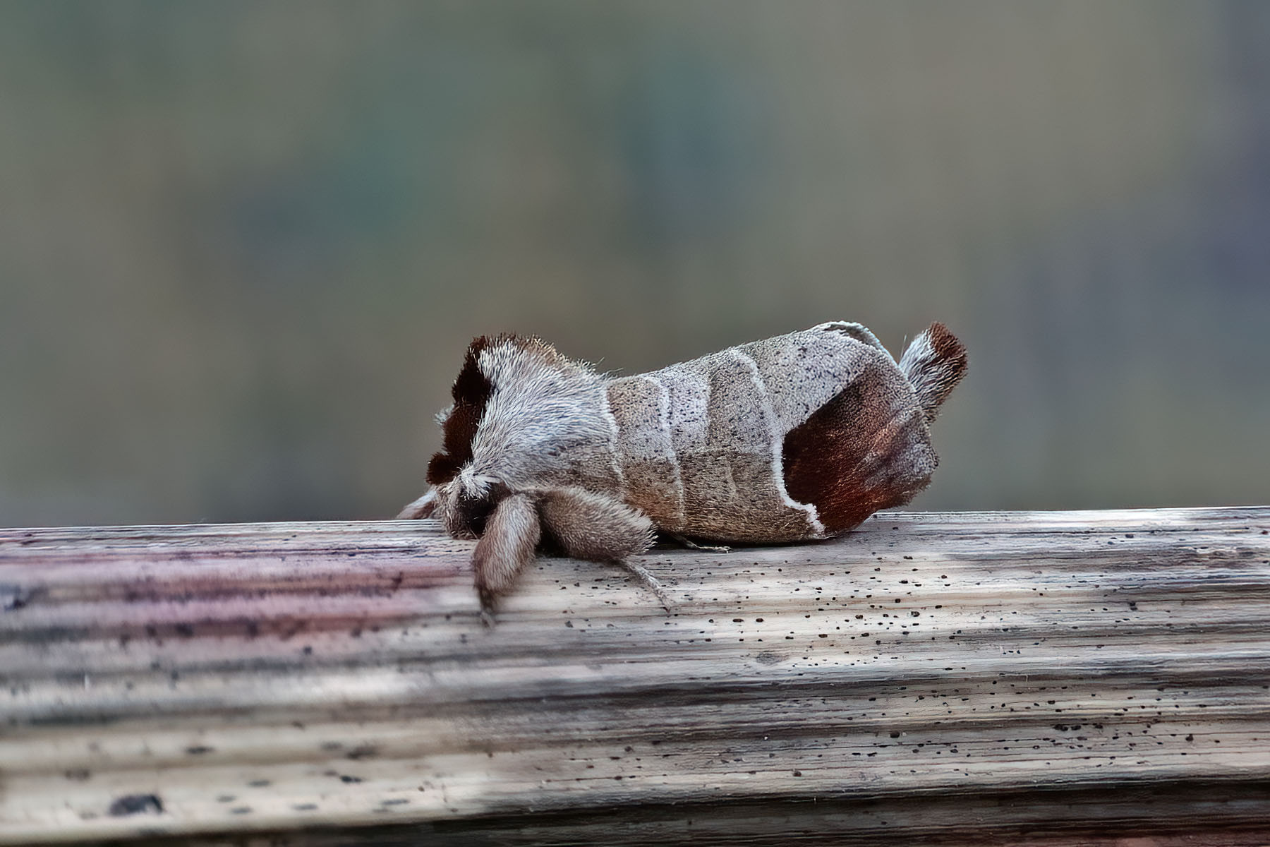 Chocolate-tip - 10th May 2025 - Melbourne - Tony Davison