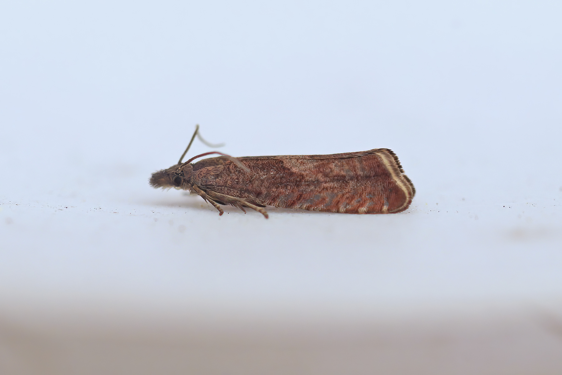 Dichrorampha acuminata - 2nd May 2025 - Kirk Langley - Brian Hobby