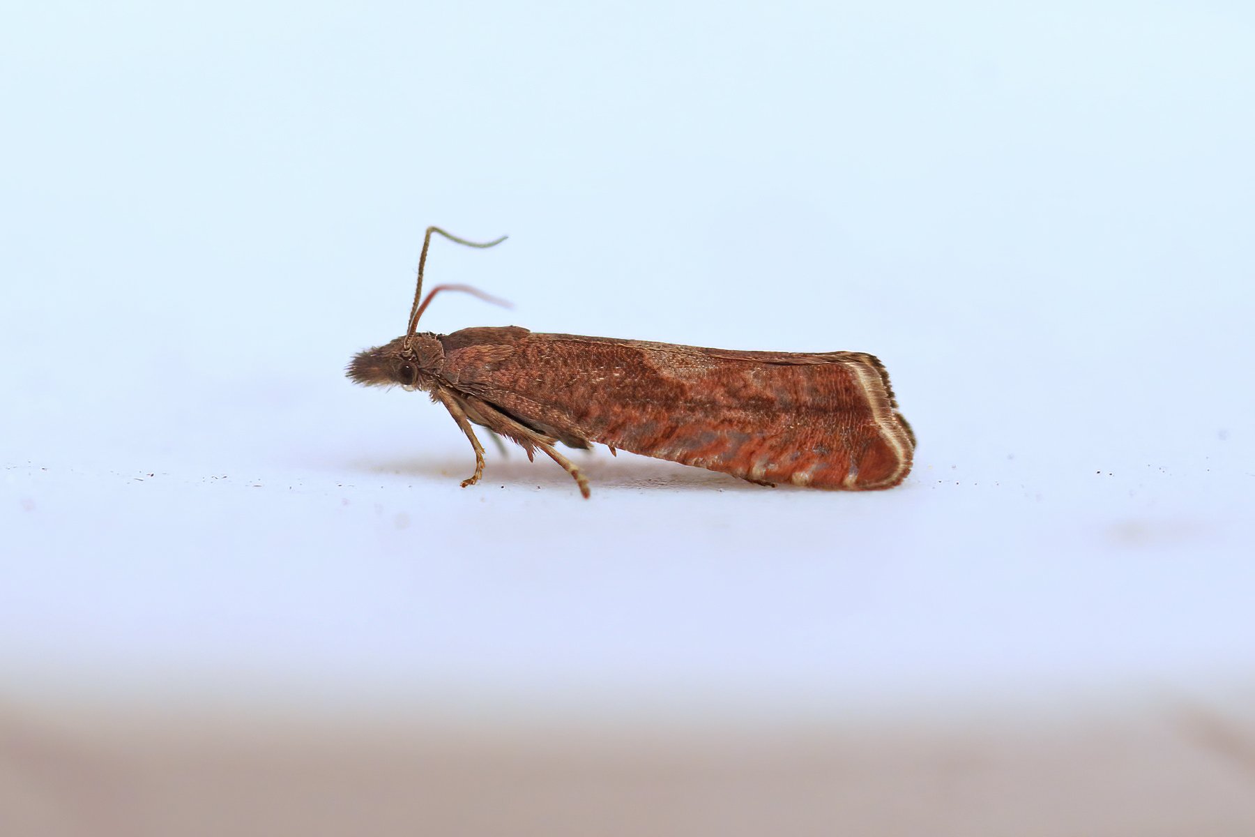 Dichrorampha acuminata - 2nd May 2025 - Kirk Langley - Brian Hobby