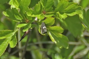 Grapholita-lunulana-29th-April-2025-Whitwell-Pit-tip-Ian-Hurst©
