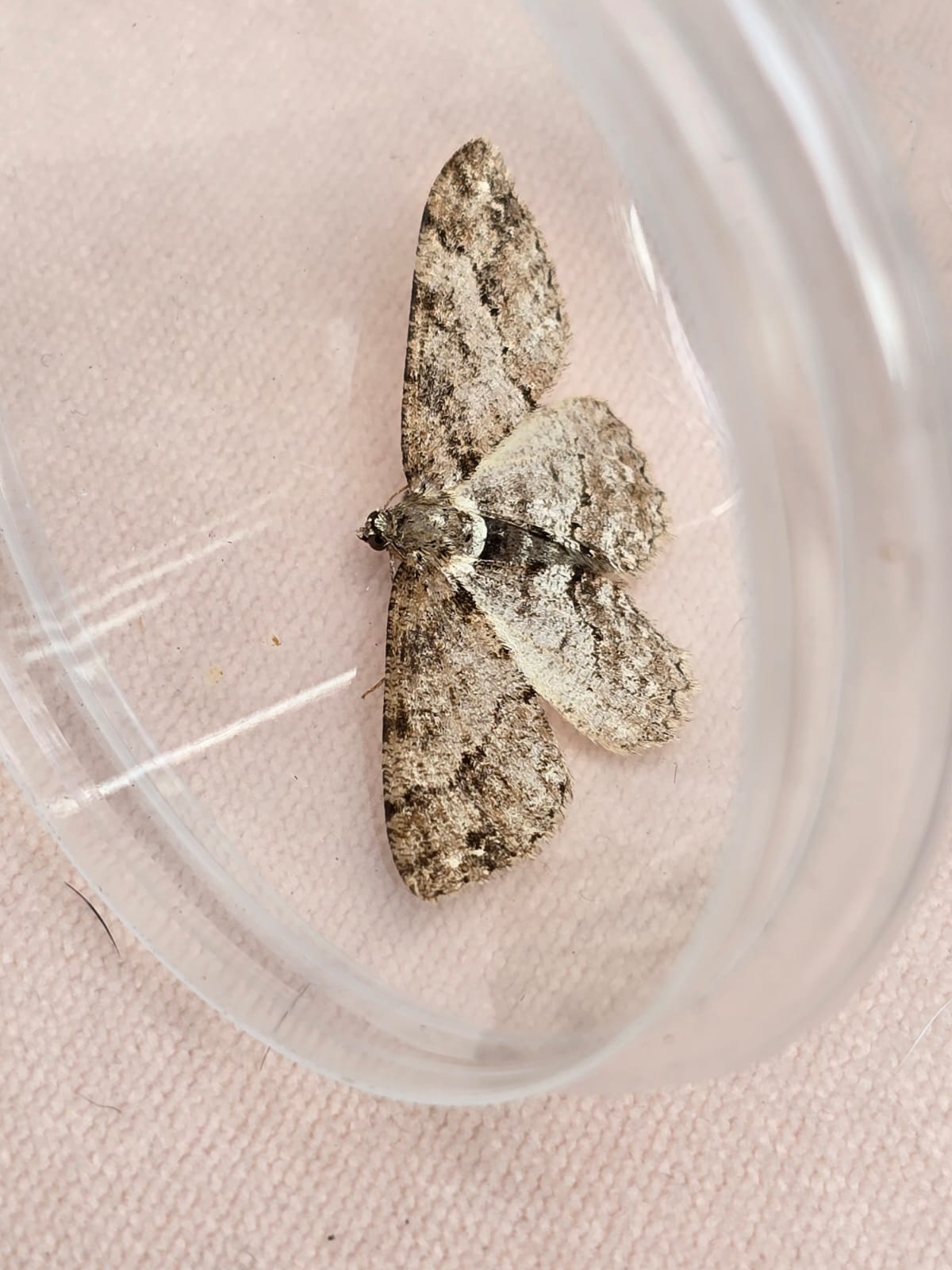 Square Spot - 1st May 2025 - Cromford Moor - Clive Ashton - (2nd VC57 record)